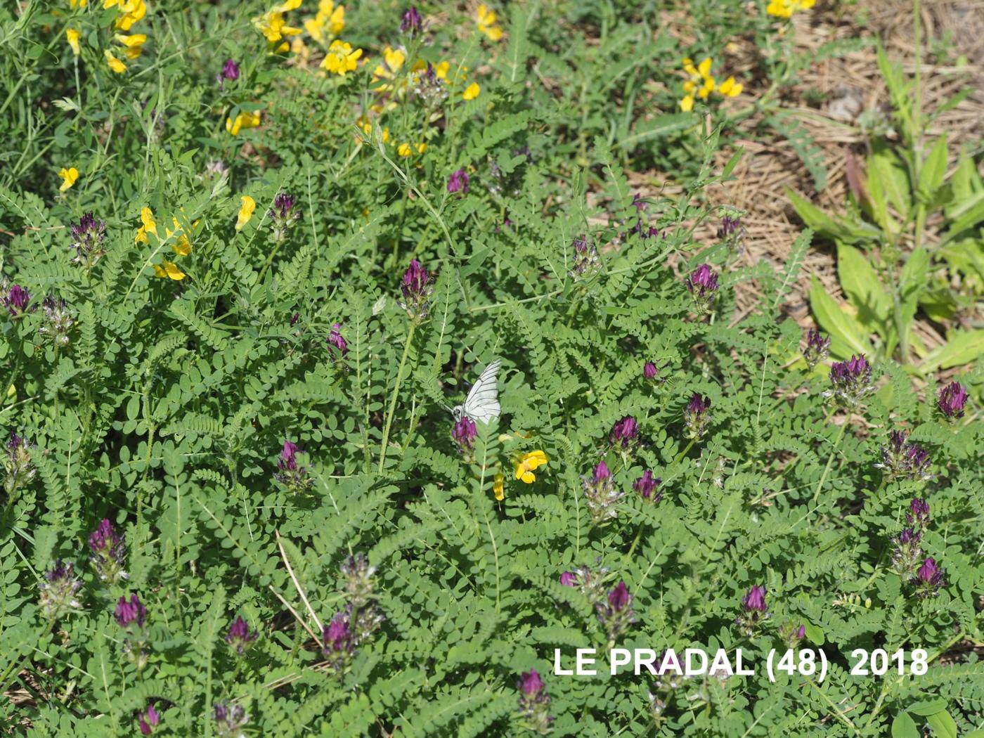 Milk-vetch, Purple plant